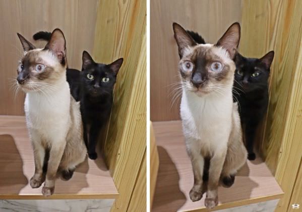 森林小徑健行店对宠物超友善